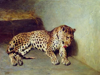 Der Leopard